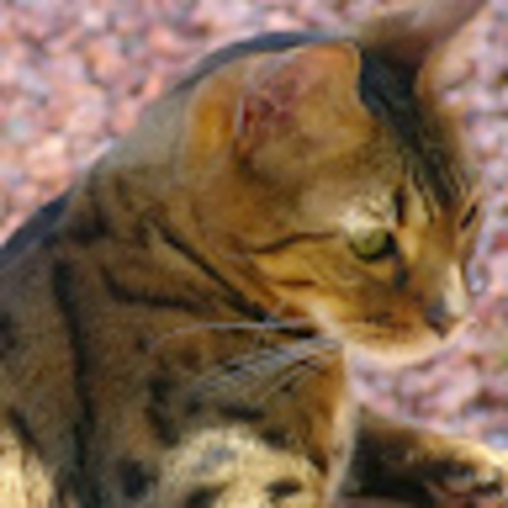 Meet your Posher, Leslie